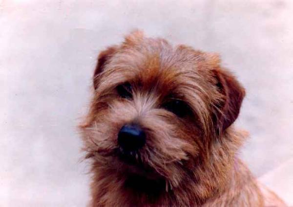 Easy Never Say Never Again | Norfolk Terrier 