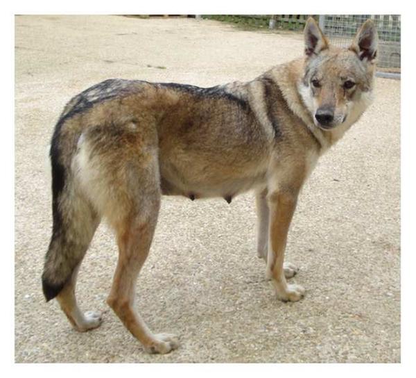 Bubka De New Flame | Czechoslovakian Wolfdog 