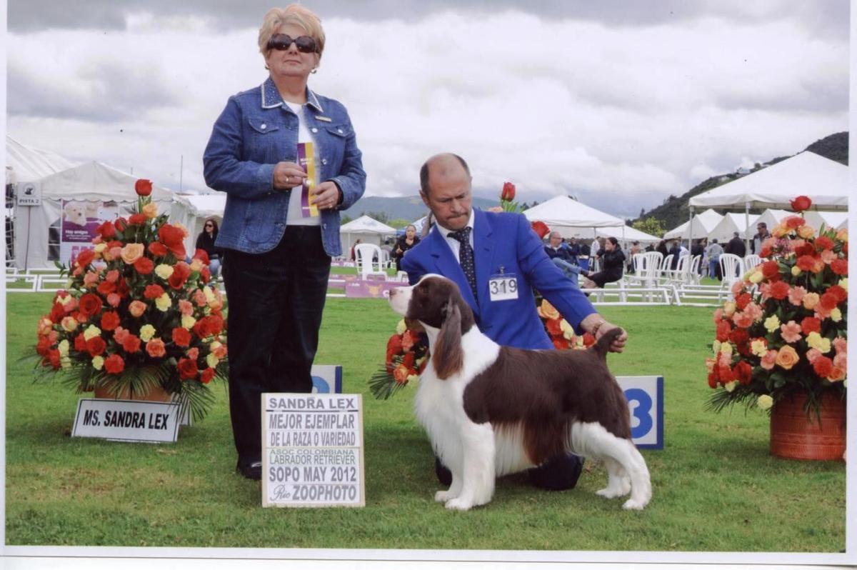 Sir Valentino de Santelmo | English Springer Spaniel 