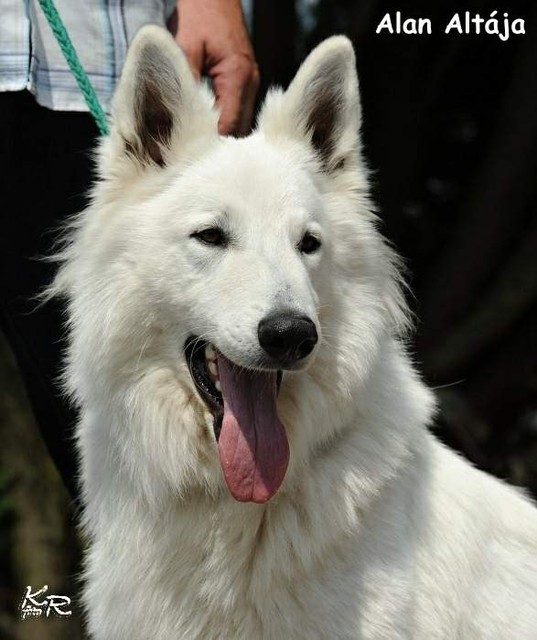 Alan Altája | White Swiss Shepherd Dog 