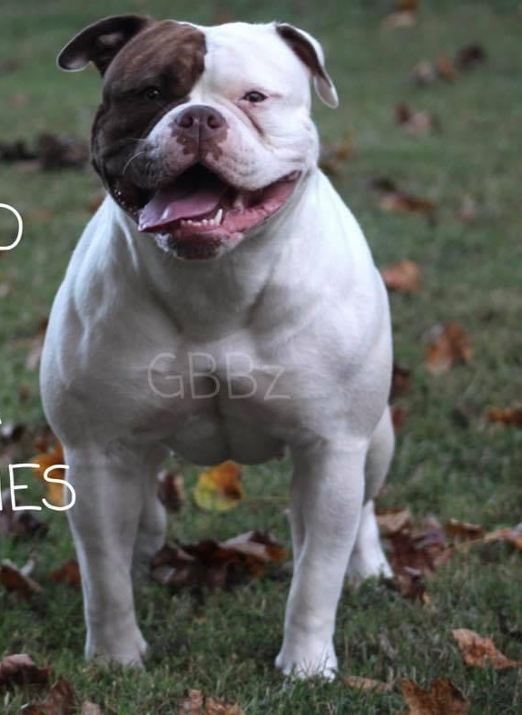 Mcknight's Bu Wood | Olde English Bulldogge 