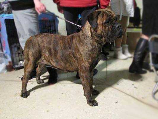 Lyudzhen BEAUTY BERRY | Bullmastiff 