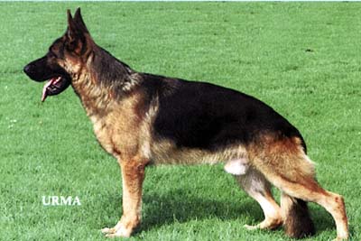 Sax d' Ulmental (1996) (LOI GT646499) | German Shepherd Dog 