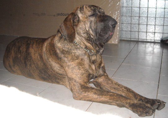 palestra de itanhandu | Fila Brasileiro 