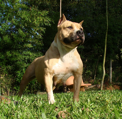 CORA QT DO CRESCENTE AZUL | American Staffordshire Terrier 