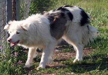 Little Foxx's B24 Eagle Takes Flight | Border Collie 