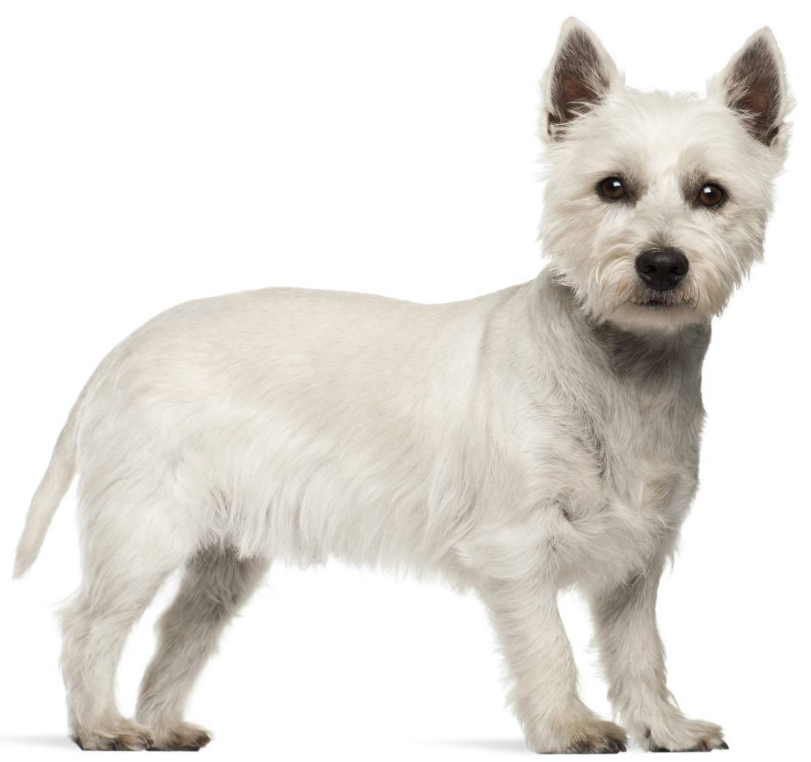 West Highland White Terrier
