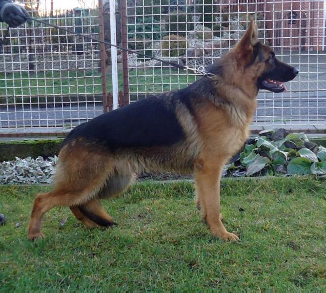 Zoran Wolf Jar | German Shepherd Dog 