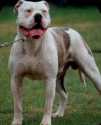 Rawhide's Dalton Joe | American Bulldog 