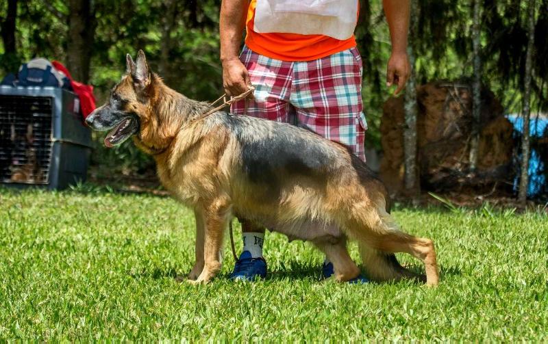 Caory da Casa Felix | German Shepherd Dog 