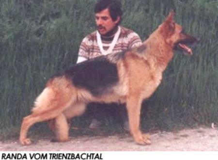 Randa vom Trienzbachtal | German Shepherd Dog 