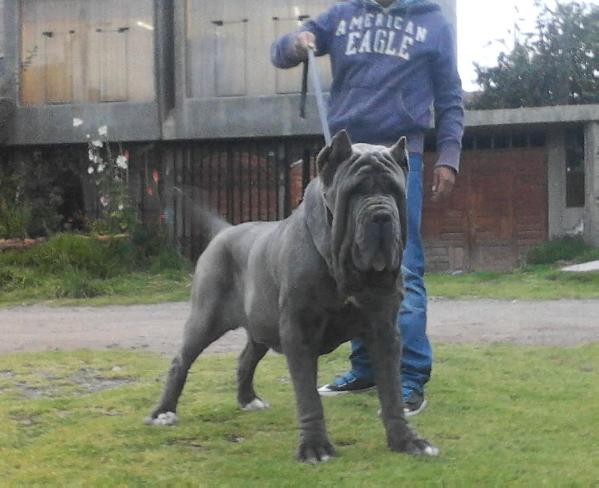 Jeronimo di Saroma | Neapolitan Mastiff 