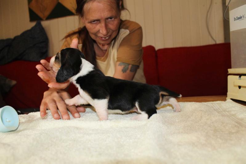 Myrpytten's Bror Boman | Basset Hound 