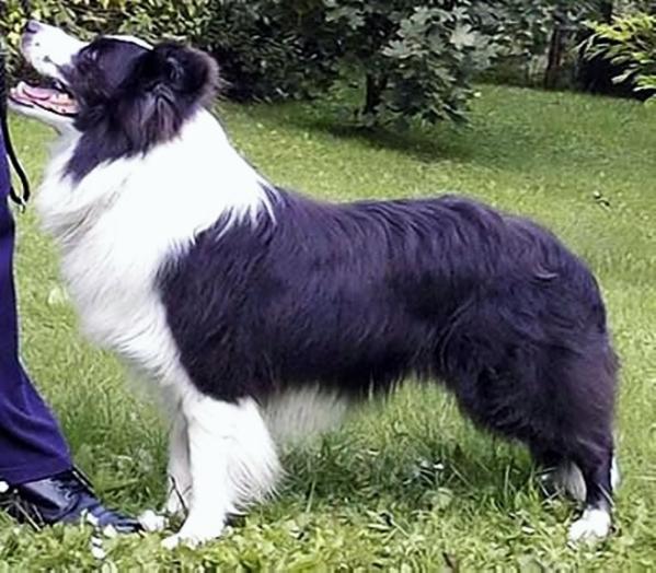 Merrybrook Moriaty JW | Border Collie 