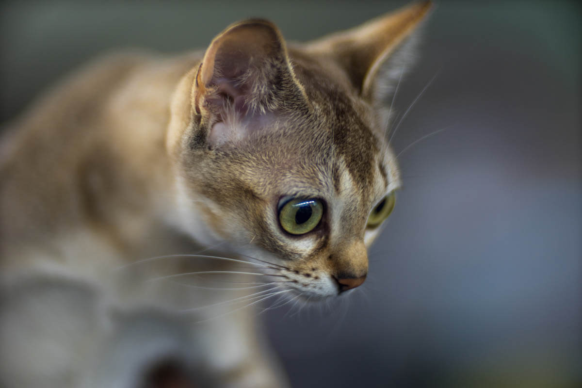 Singapura