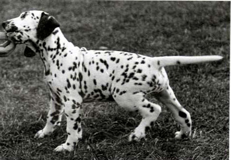 Luonnonpuiston Belladonna | Dalmatian 