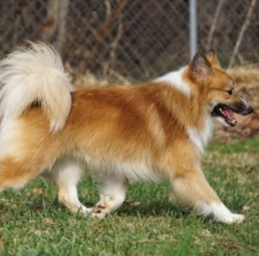 Losnabakken's T-E Stirnir Einsson | Icelandic Sheepdog 