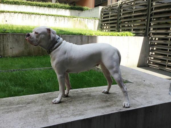 Princess Maya von Bulls of Crown | American Bulldog 