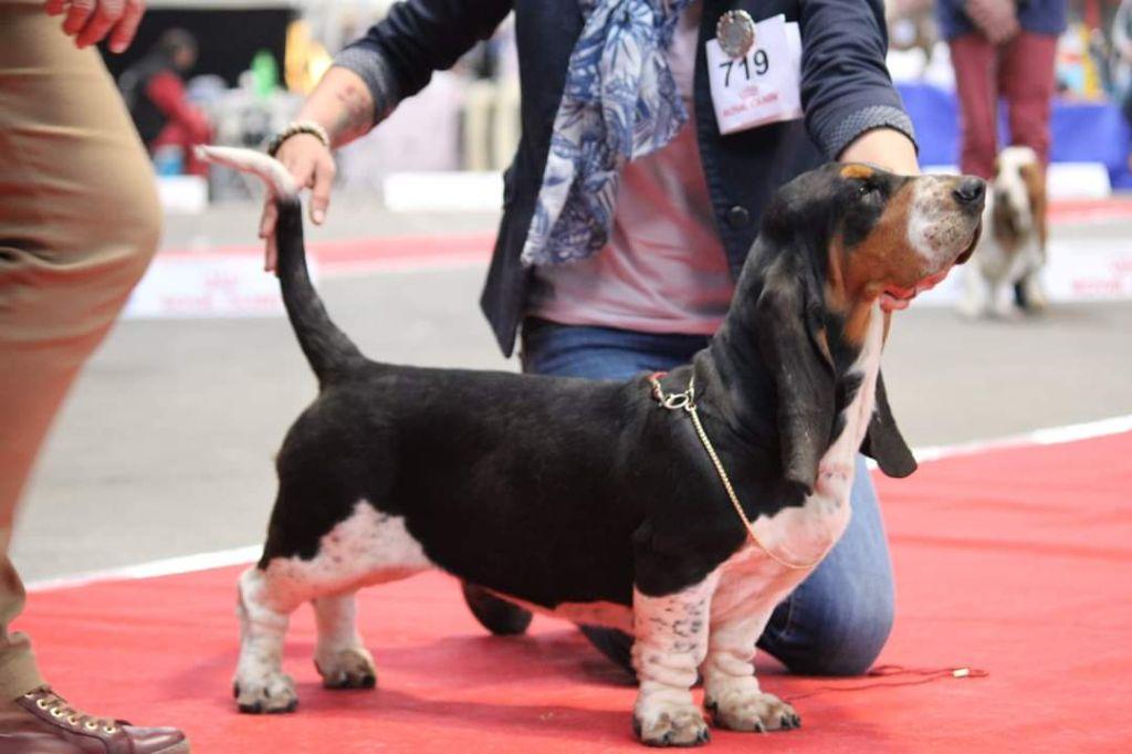 Sologne Du Cercle De Léma | Basset Hound 