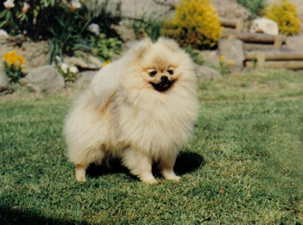 Bilijees Welsh Wizard | Pomeranian 