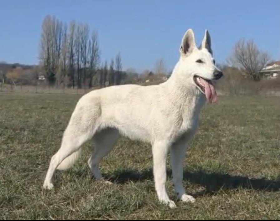 Born to Win Warrior Monaco Midgard | White Swiss Shepherd Dog 