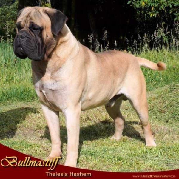 Diamond Thelesis Hashem | Bullmastiff 