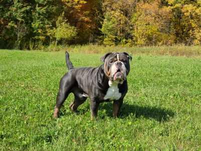 Bullplanet's Sully of Shoreline's | Olde English Bulldogge 