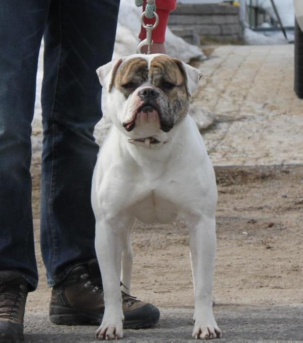 Wallie Bully of White Bull's | American Bulldog 
