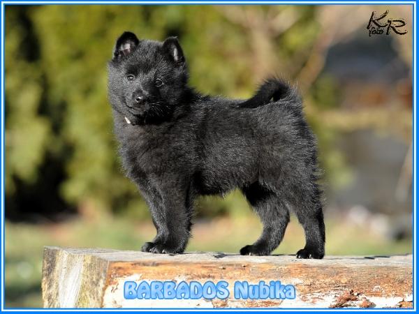 BARBADOS Nubika | Schipperke 