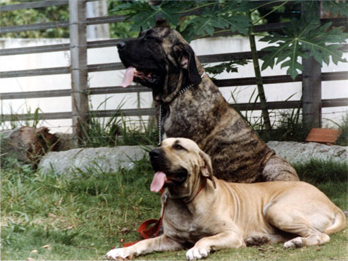 Orixa do corumba | Fila Brasileiro 