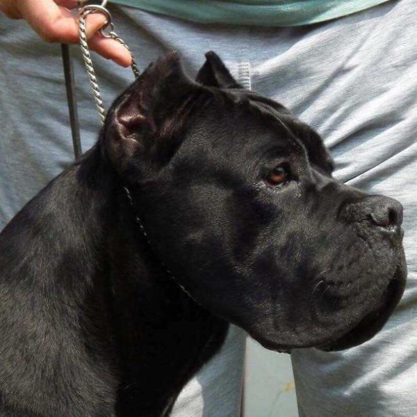 Corleone Custodi Nos | Cane Corso 