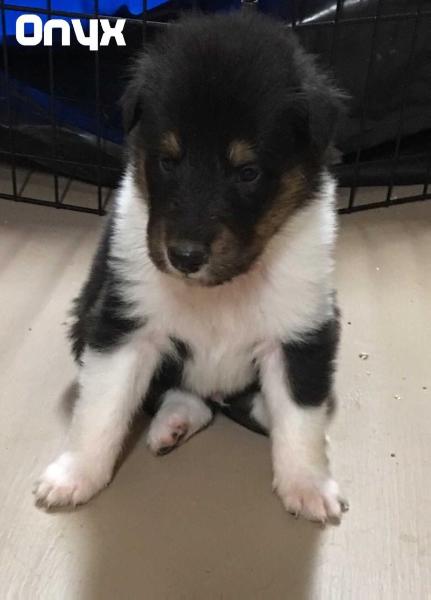 Chance | Rough Collie 