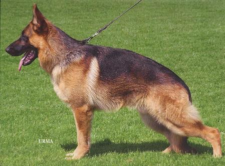 Quanto von der Furstenperle | German Shepherd Dog 