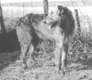 Jason of Sunningdale | Irish Wolfhound 