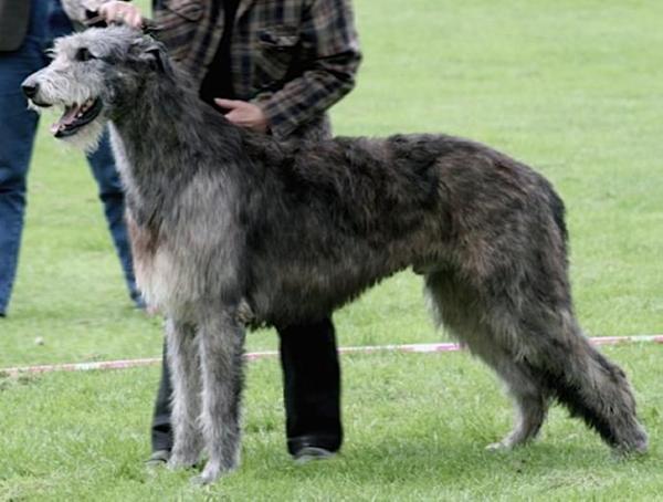 Celtic Myst Bryan | Irish Wolfhound 