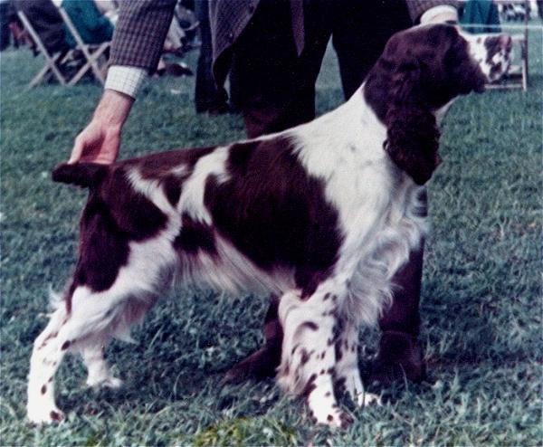 Hawkhill Connaught | English Springer Spaniel 