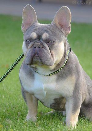 My Star Boy of USA | French Bulldog 