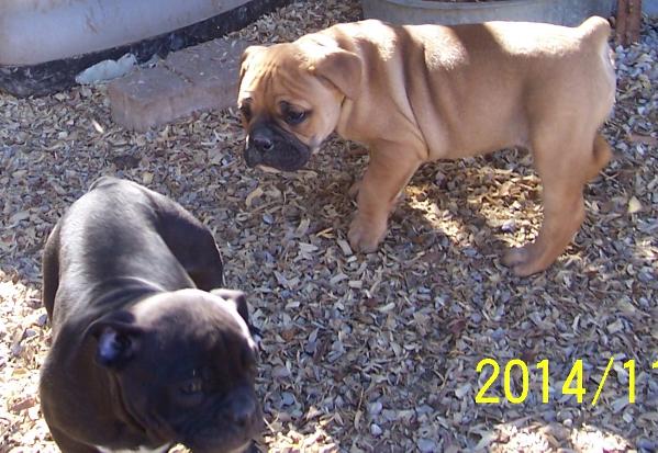 BuffaloCreek's/Pack's Bowser | Olde English Bulldogge 