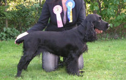 Periwinkle`s Black Beauty | Field Spaniel 