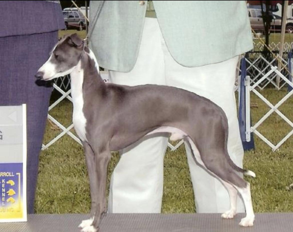 Marchwind Charlie The Kidd | Italian Greyhound 