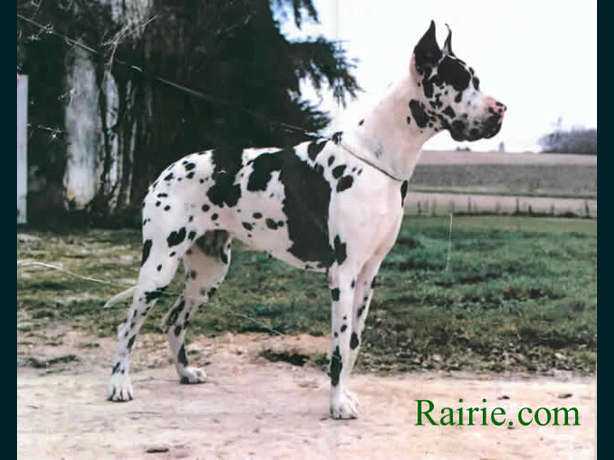 Eidy des Terres de la Rairie | Great Dane 