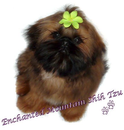 Enchanted Mountains Fiery Phoenix | Shih Tzu 