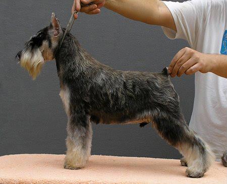 Sailer's TA The Lion | Miniature Schnauzer 