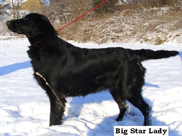 Big Star Lady | Flat-Coated Retriever 