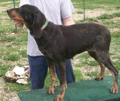 LittleJohn's Blue Squaw II | Bluetick Coonhound 