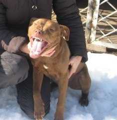 ???? ?? ???????? ???? | American Pit Bull Terrier 