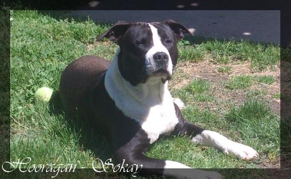 Sokay Hooragan | American Staffordshire Terrier 