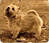 Terrie Rags Needles and Pins | Norwich Terrier 