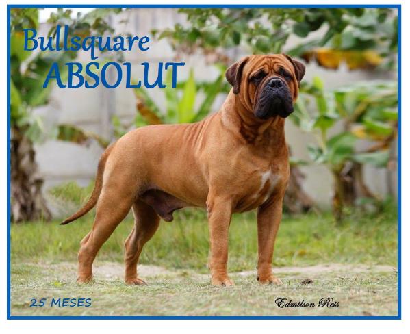 Bullsquare Absolut | Bullmastiff 