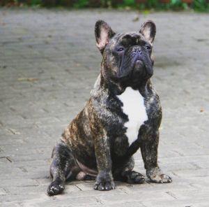 POD ZNAKOM LEO AUTUMN SUNRISE WHITE SUN | French Bulldog 